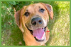 Murphy - Photo 1