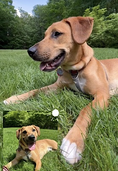 MURPHY - Labrador Retriever / Black Mouth Cur available for adoption