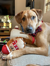 Murphy - Photo 3