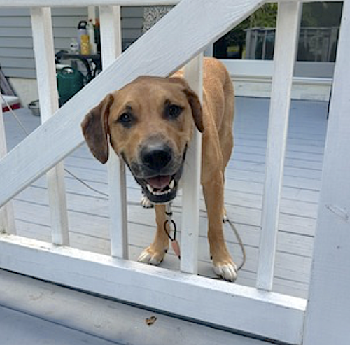 Murphy — thumbnail 6