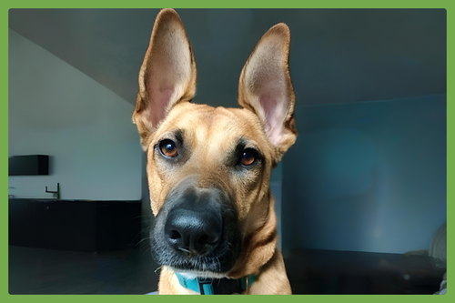 JUNIPER - Belgian Shepherd Malinois / Shepherd available for adoption