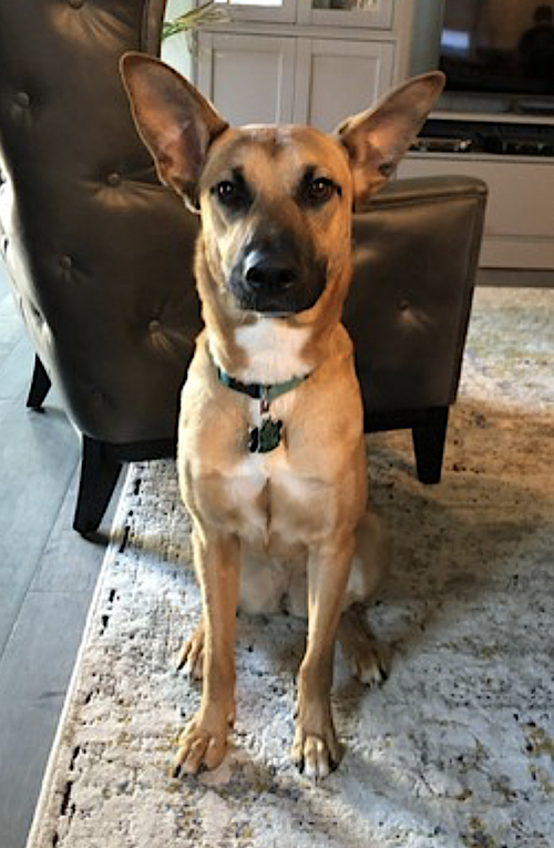 JUNIPER - Belgian Shepherd Malinois / Shepherd available for adoption
