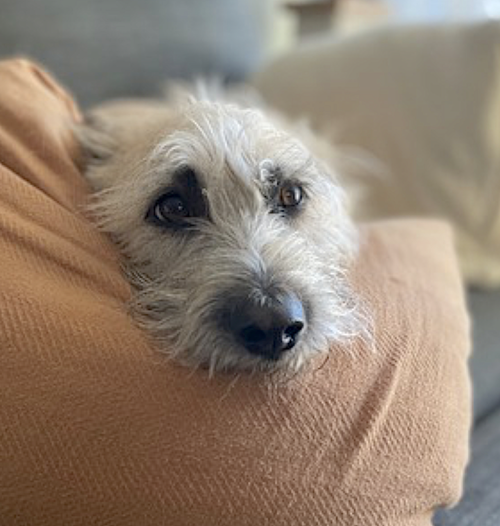 BOBA - Terrier / Wheaten Terrier available for adoption