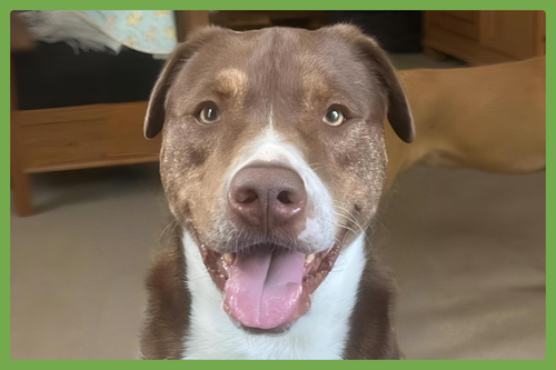 MO - Chesapeake Bay Retriever / American Pit Bull Terrier available for adoption