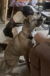 Maya - Photo 3