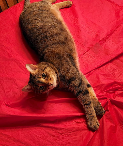 AVERY AND LEXI - Domestic Short Hair available for adoption
