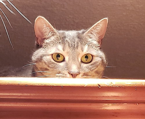 CALI - Domestic Short Hair available for adoption