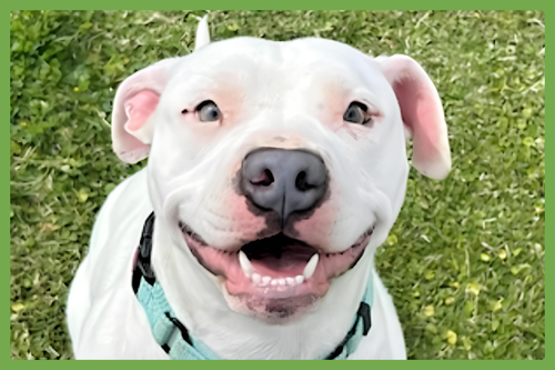 MISS CHIPPY - American Staffordshire Terrier / American Pit Bull Terrier available for adoption