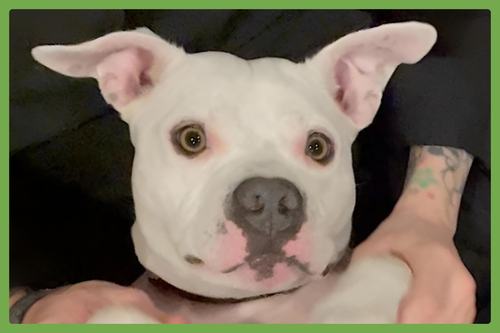 Ollie — thumbnail 7