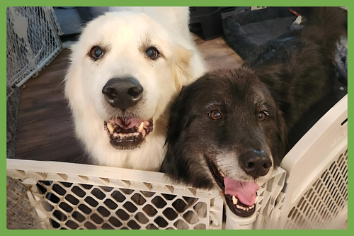 DARCY AND MOLLY - Great Pyrenees / Border Collie available for adoption