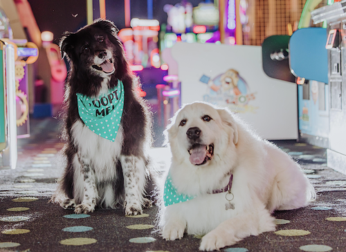 DARCY AND MOLLY - Great Pyrenees / Border Collie available for adoption