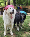 Darcy and Molly - Photo 3