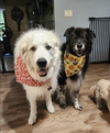 Darcy and Molly - Photo 4