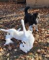 Darcy and Molly - Photo 5