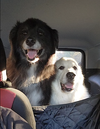 Darcy and Molly - Photo 7