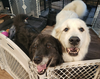 Darcy and Molly - Photo 8