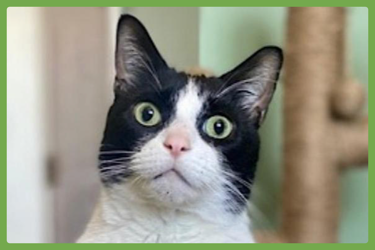 Bandit Image
