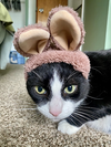 Bandit - Photo 3