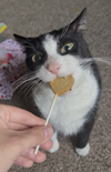 Bandit - Photo 5