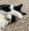 Bandit - Photo 6