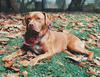 Hank - Photo 7