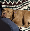 Hank - Photo 8
