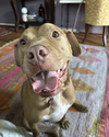 Hank - Photo 2