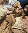 Hank - Photo 3
