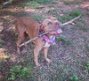 Hank - Photo 4