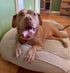 Hank - Photo 5