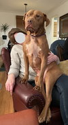 Hank - Photo 6