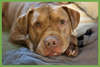Hank - Photo 1