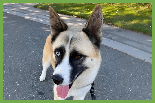 HATCHI - Akita / Siberian Husky available for adoption
