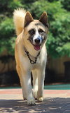 Hatchi - Photo 2