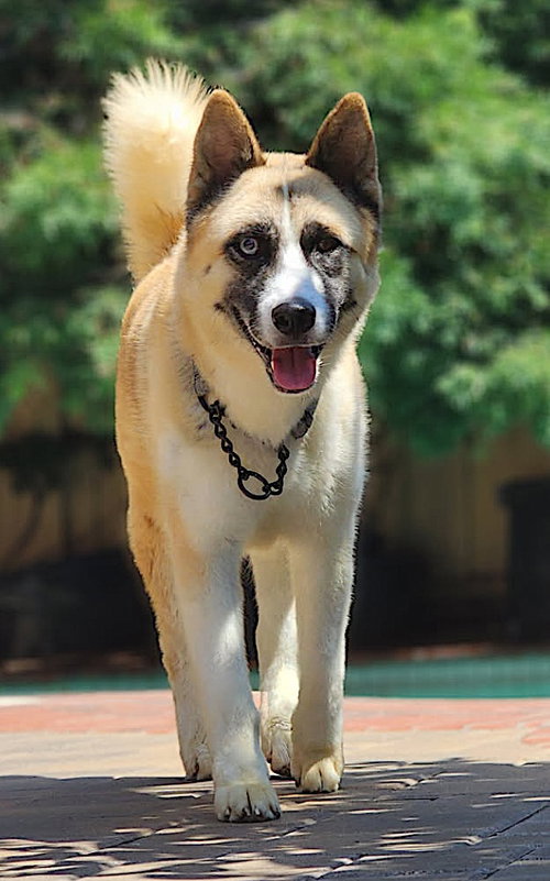 HATCHI - Akita / Siberian Husky available for adoption
