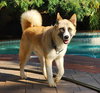Hatchi - Photo 4