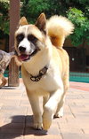 Hatchi - Photo 6