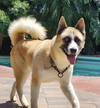 Hatchi - Photo 7