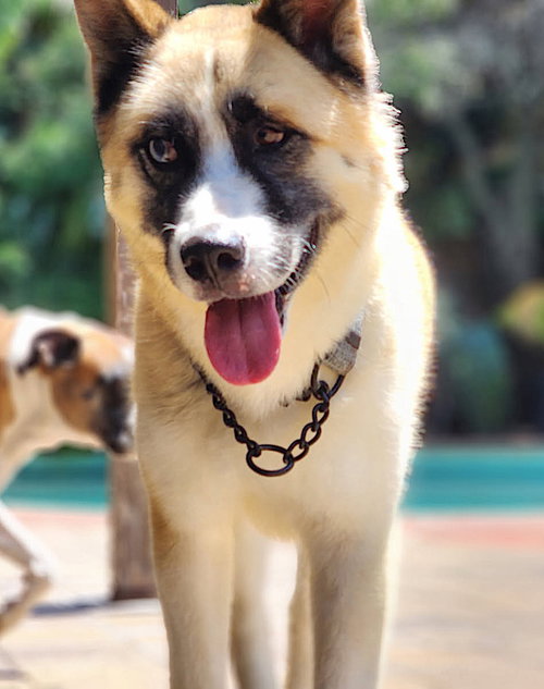 Hatchi — thumbnail 8