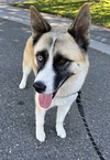 Hatchi - Photo 9