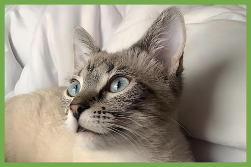 Winona, an adoptable Siamese in Amherst, MA