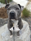 Brady - Photo 4