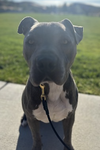 Brady - Photo 7