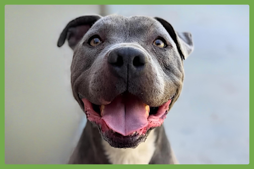 BRADY - American Staffordshire Terrier / American Pit Bull Terrier available for adoption