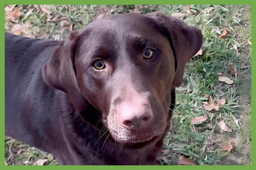 PICKLES - Labrador Retriever available for adoption