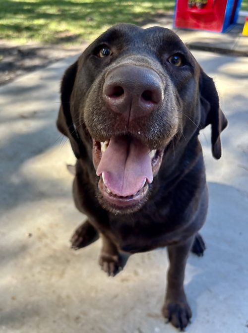 PICKLES - Labrador Retriever available for adoption