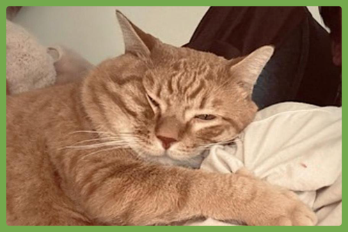 WOO WOOS - Domestic Short Hair available for adoption