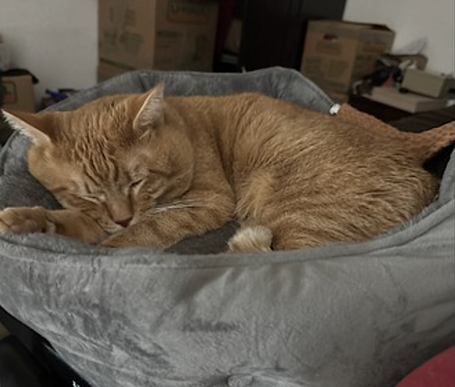 WOO WOOS - Domestic Short Hair available for adoption