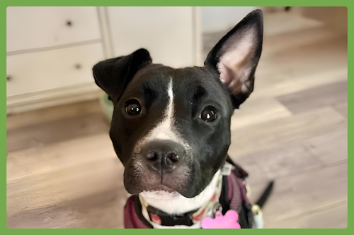 GIDGET - American Pit Bull Terrier available for adoption