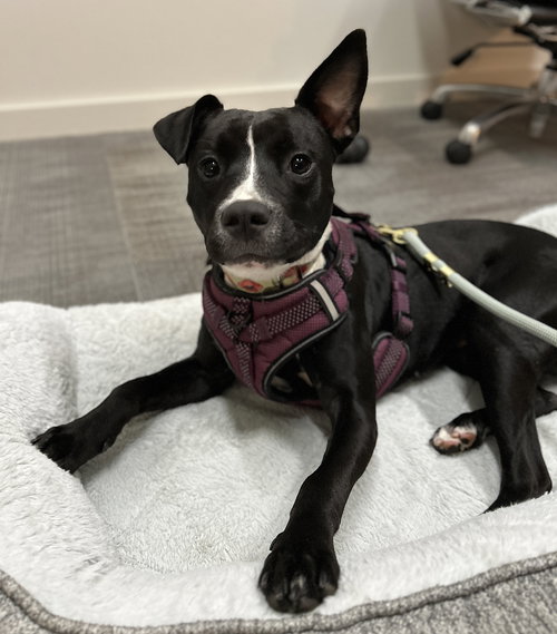 GIDGET - American Pit Bull Terrier available for adoption